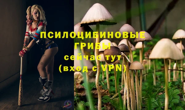 стаф Каменногорск